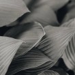 Background of fresh leaves, closeup, black and white