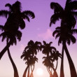Exotic trees and sunset 3d footage