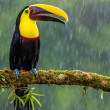 Chesnut-mandibled toucan bird sitting on tree branch in rain in Costa Rica.